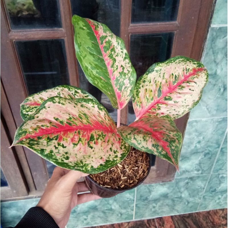 Bibit/anakan Aglonema sweet dream