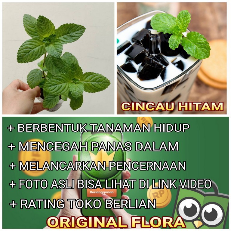 READY] Bibit Cincau Hitam Daun Cincau Hitam Pohon Cincau Hitam