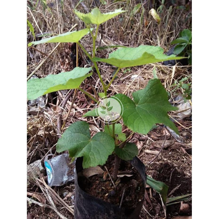 Bibit anggur hijau / pohon anggur hijau *_$