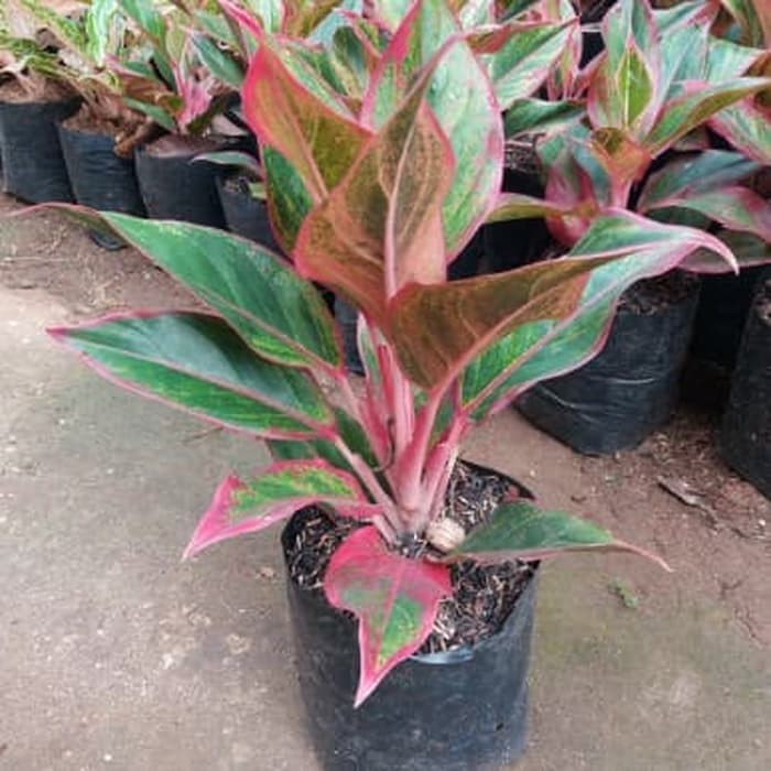 Tanaman Hias Bunga Hias Aglonema Lipstik Shopee Indonesia