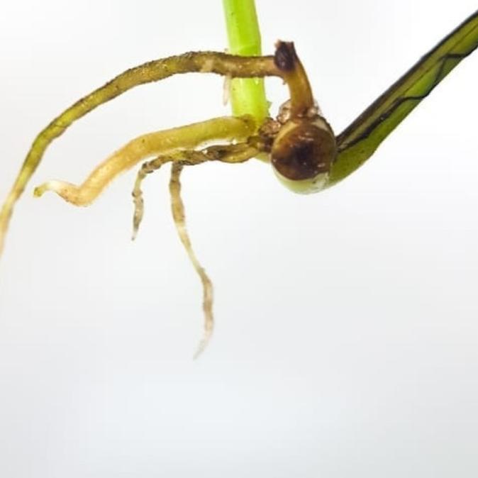 ☛ Workplant Root Booster - Perangsang Akar Penumbuh/ Akar Tanaman Hias 60ml ➼