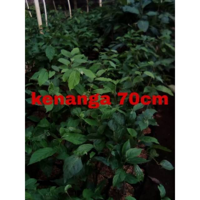bunga kenanga sudah berbunga // bibit bunga // bunga kenanga