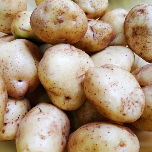 

KENTANG LOKAL - KUNING DIENG