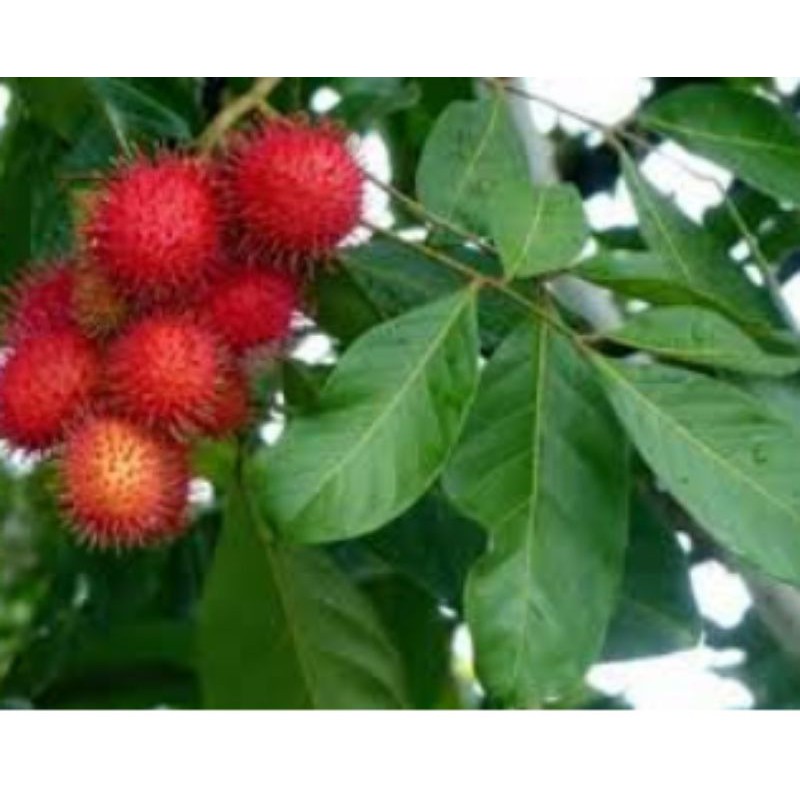 

daun rambutan 250 gram
