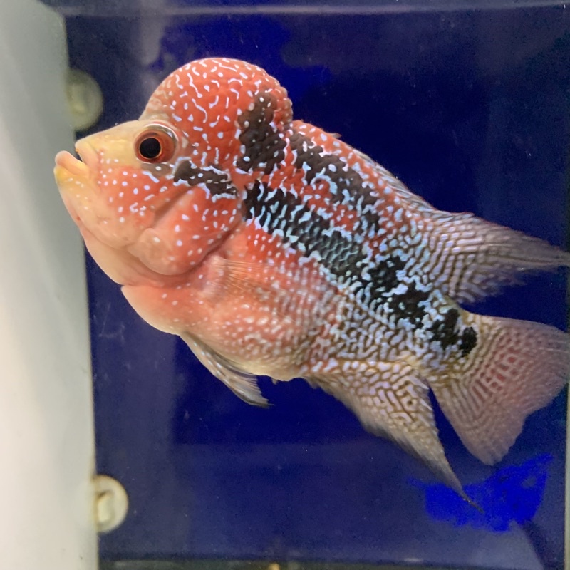 Louhan Super Red Dragon (SRD) ori Thailand