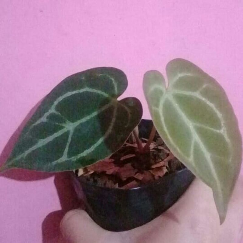 Lidah Gajah Hybrid /Anthurium Hybrid Warocqueanum x Crystallinum /Lidah Gajah x Kuping Gajah