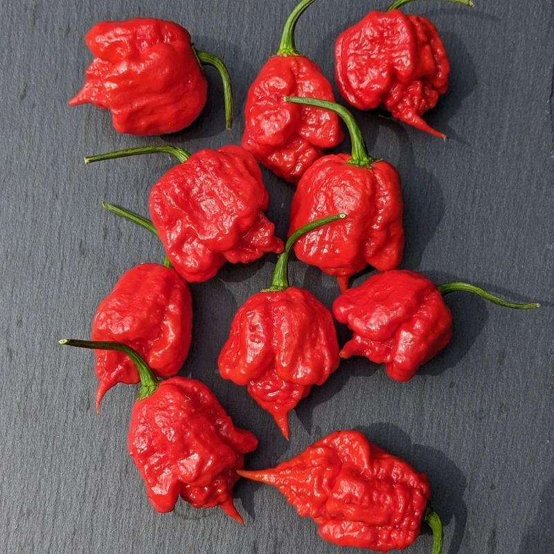 Benih dan Bibit Hidup Cabe RED CAROLINA REAPER, jenis cabe terpedas di dunia