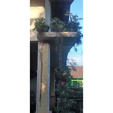 Bonsai beringin dolar cascade