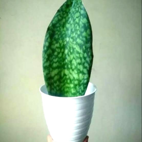 Tanaman Hias Sansivera Centong/Lidah mertua Centong