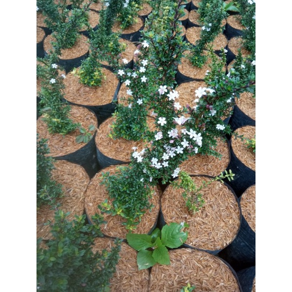 tanaman seribu bintang