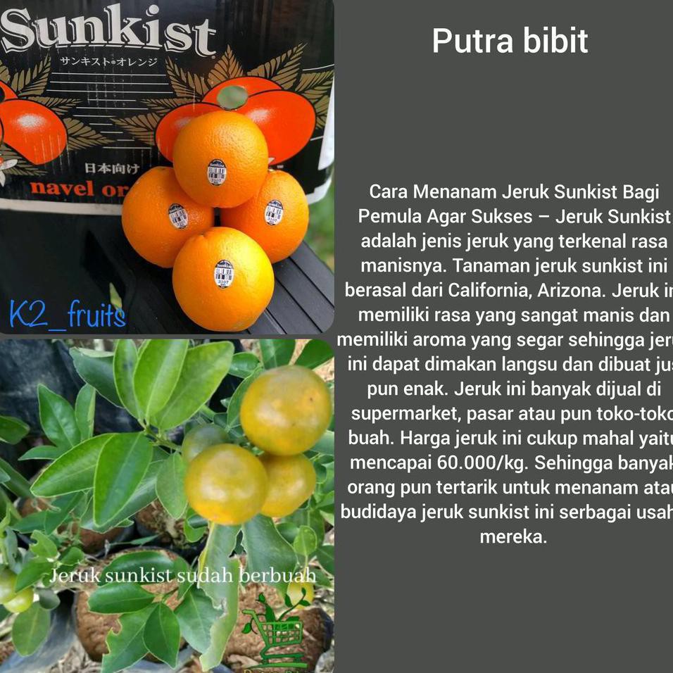 Uk1 *_* Bibit Pohon Buah Jeruk Sunkis Sudah Berbuah Stok Ready Ro*