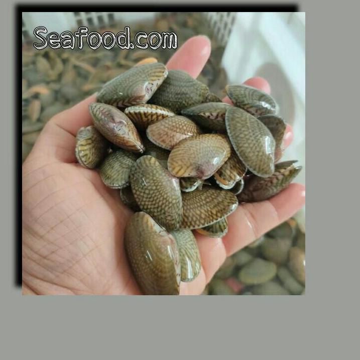 

BISA COD kerang batik fresh harga grosir minimal order 30kg up