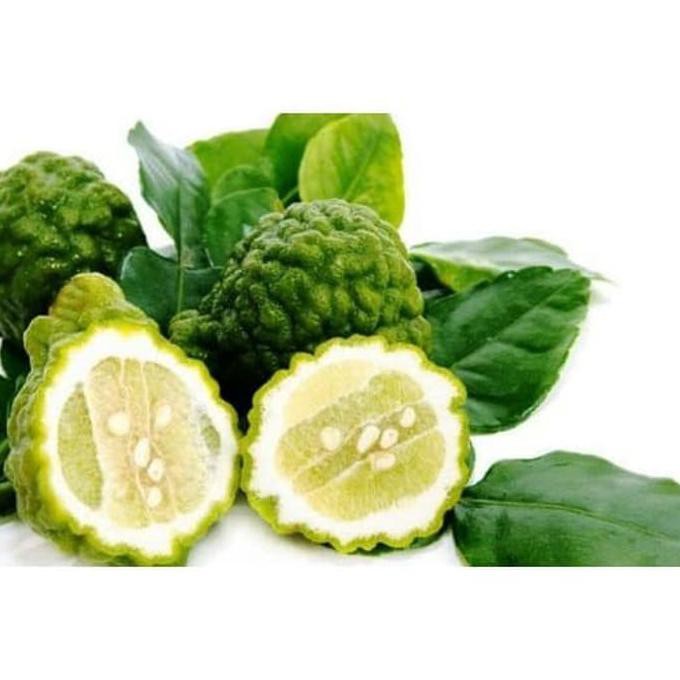 

Poa0Mm8 Buah Jeruk Purut