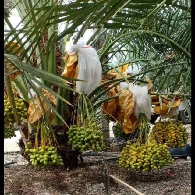 MURAH BIBIT KURMA KL 1 SUPER UNGGUL