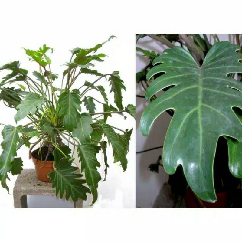 philodendron xanadu dewasa