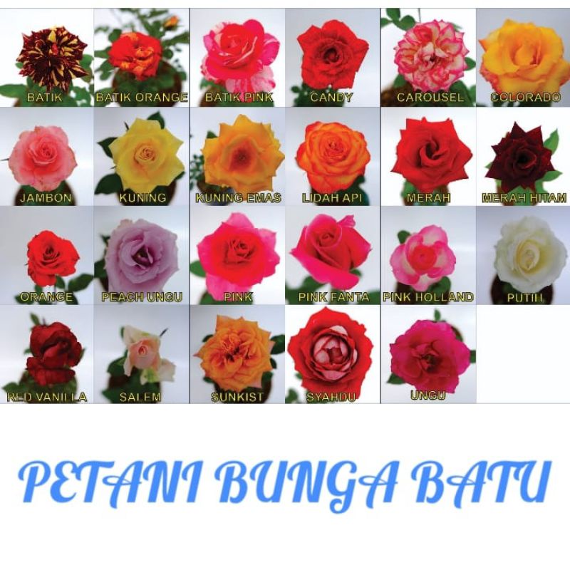 Tanaman Hias Mawar--Aneka Warna--Berbunga dan Berlabel