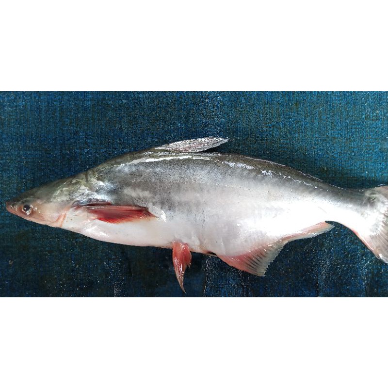 

Patin segar 1 ekor
