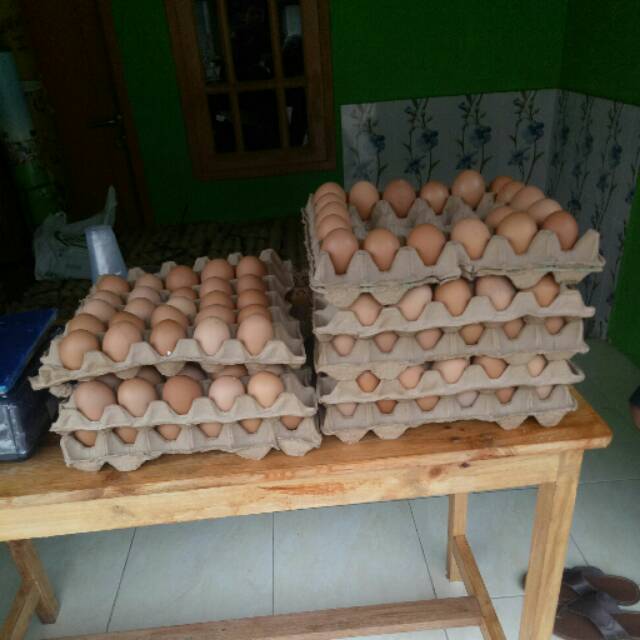 

TELUR SEGAR 1KG