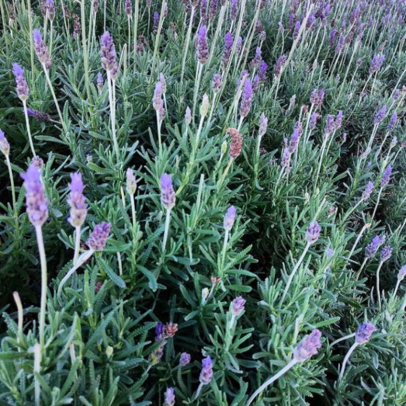 lavender asli France/ lavandula dentata / lavender france