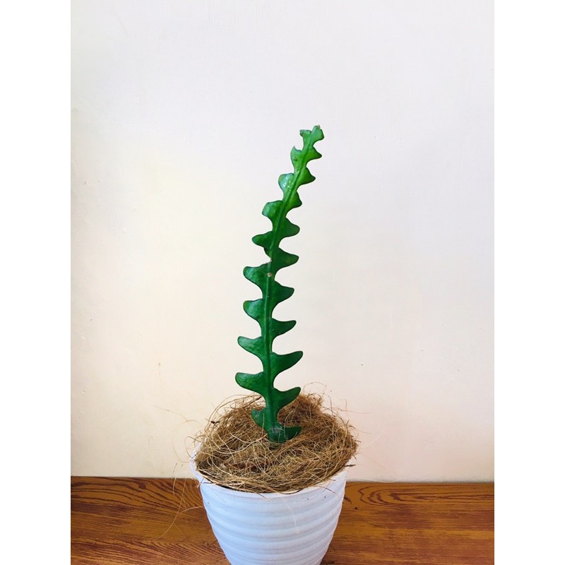 Fishbone Cactus