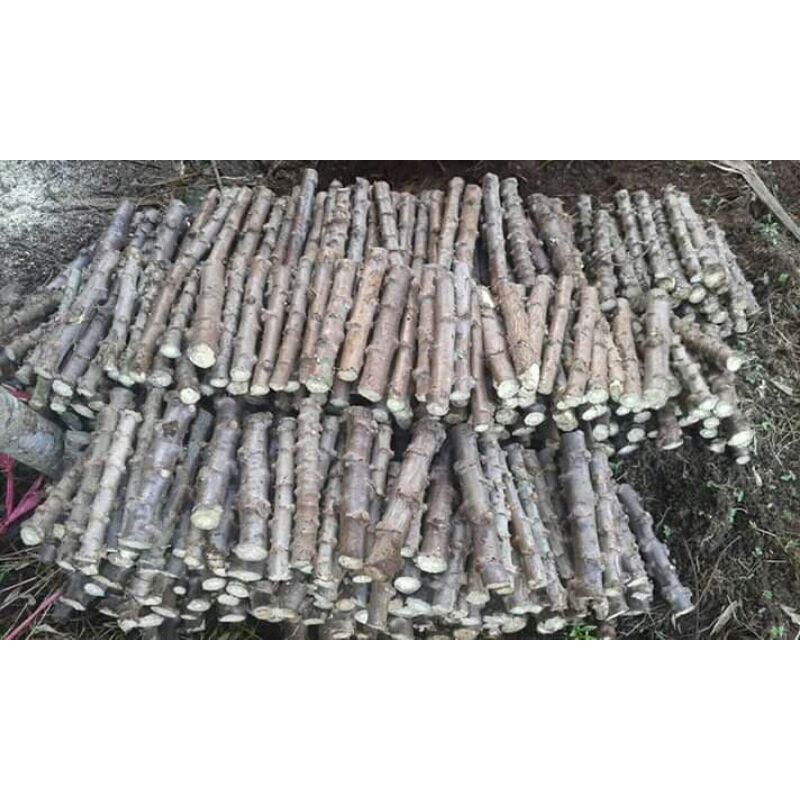 bibit stek batang singkong manggu pulen