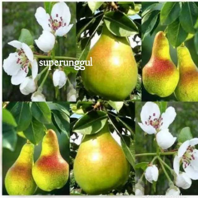 Bibit pear hijau cepat berbuah