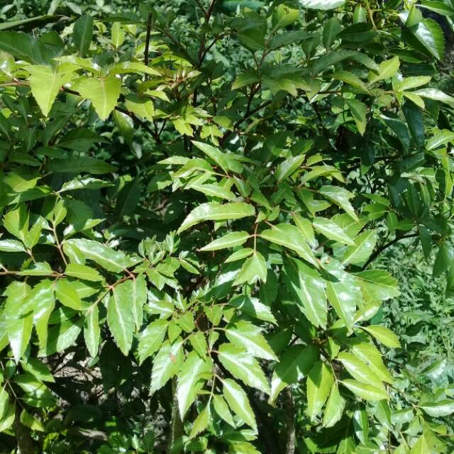 

daun berlangkas cakra cikri SEGAR 1KG