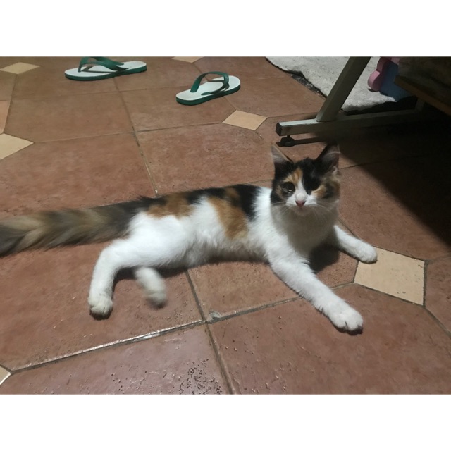 Kucing anggora longhair