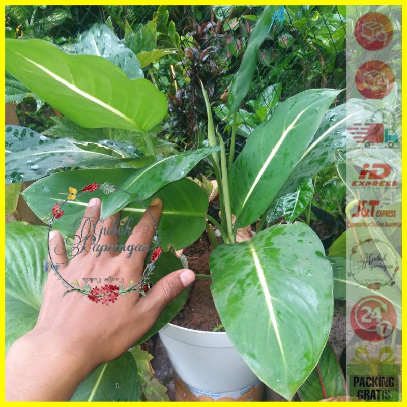 [300g] Aglonema diven neon sri rejeki neon & tissue