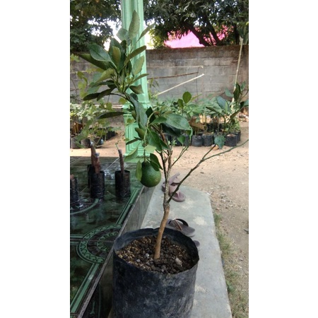 jeruk dekopon berbuah