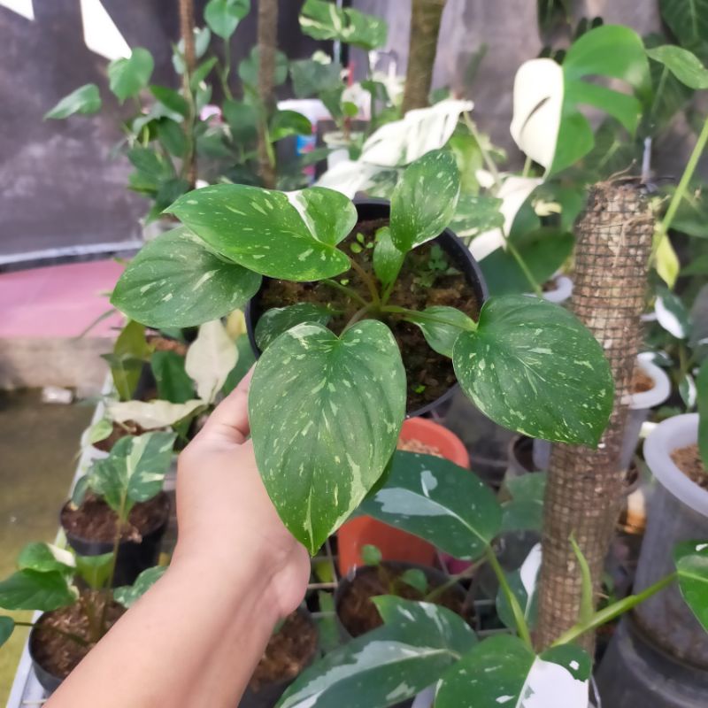 homalomena thai conselation/stardust