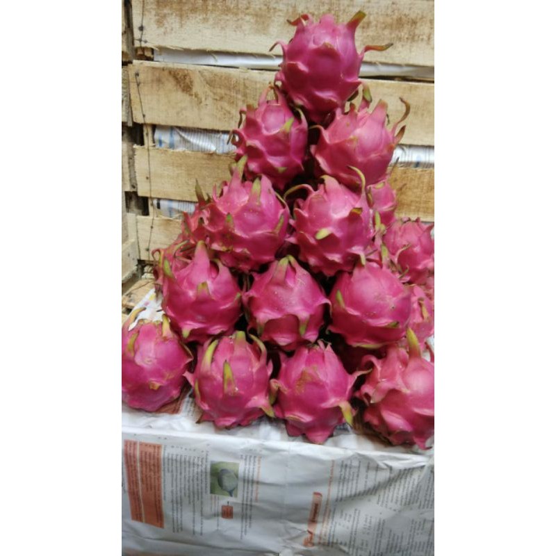 

buah naga segar