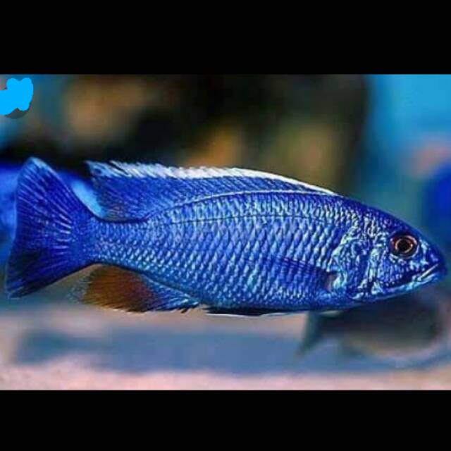 Sciaenochromis Blue fryeri Cichlid Lake Malawi 