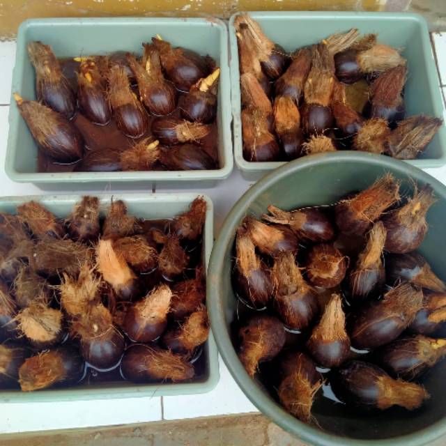 Bahan bonsai kelapa gading