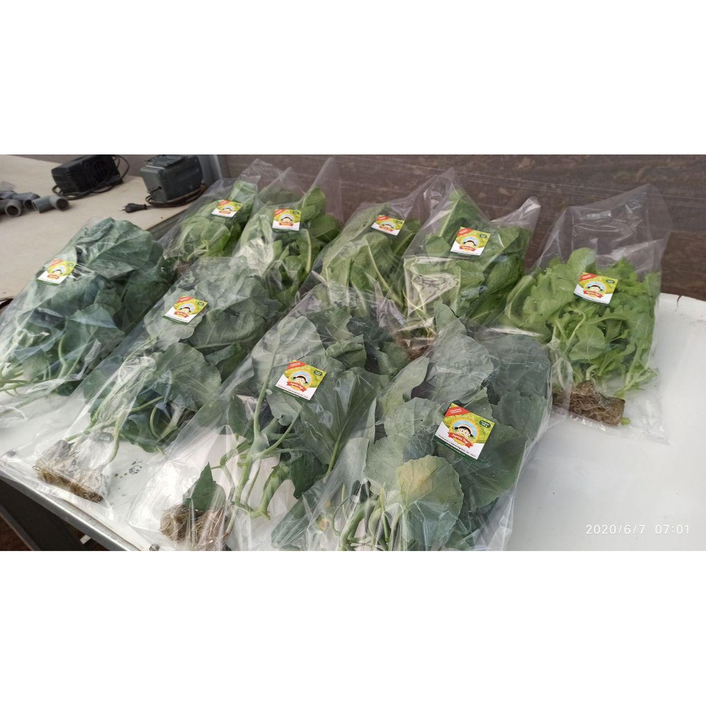 

Bayam Hijau