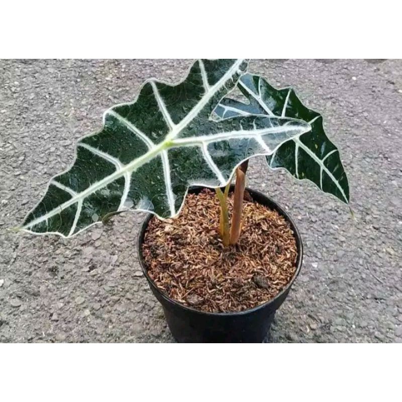 tanaman hias keladi amazon  tanaman hias amazon