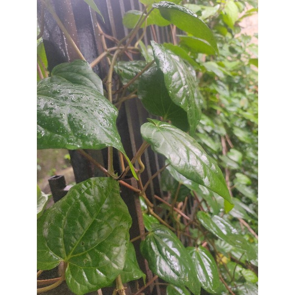 

DAUN SIRIH SEGAR MURAH BERKUALITAS (minimal 10lembar)