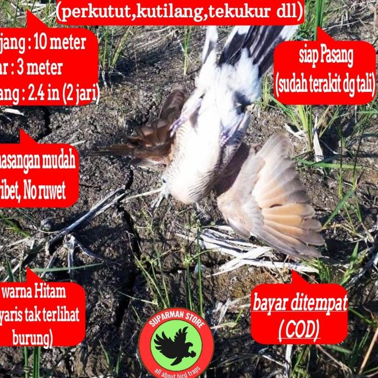 Oke Price.. JARING BURUNG PERKUTUT JALA PERKUTUT LOKAL JARING PIKAT KUTUT JARING JEBAK PERKUTUT JALA