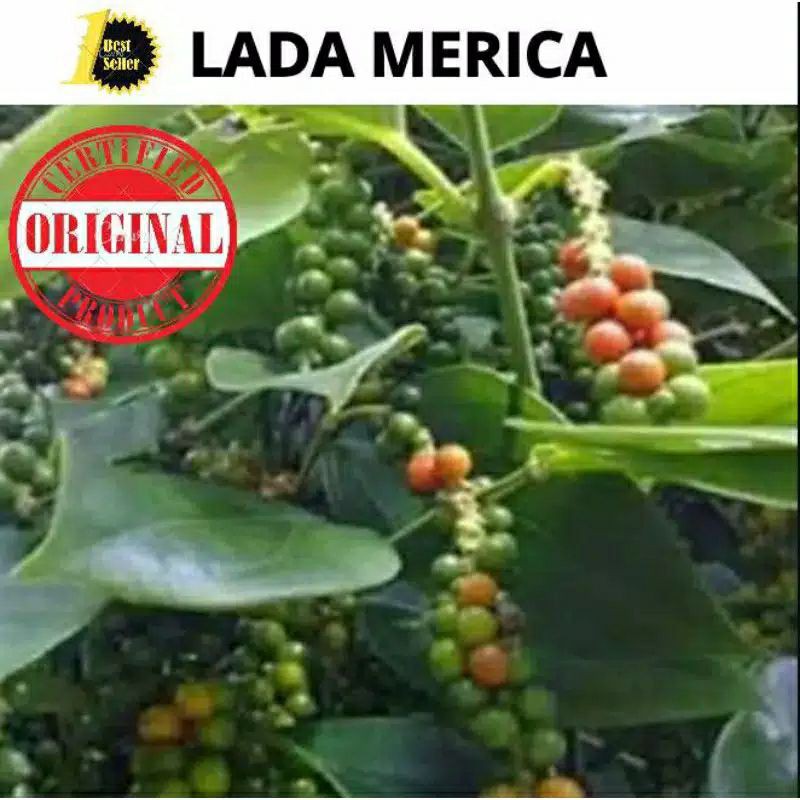 BIBIT STEK  BATANG LADA MERICA / LADA MERICA PERDU SIAP TANAM