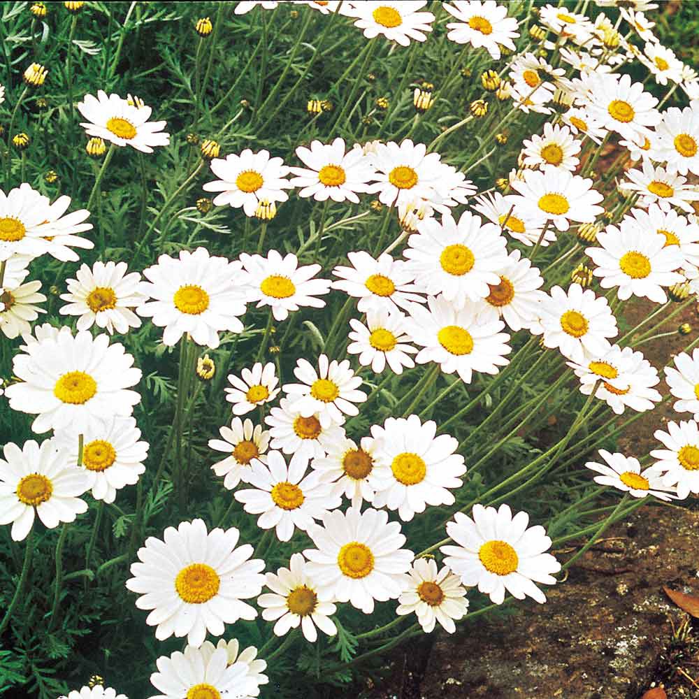 Benih Bibit Biji - Bunga Chrysanthemum Moon Daisy Krisan Putih Flower Seeds - IMPORT