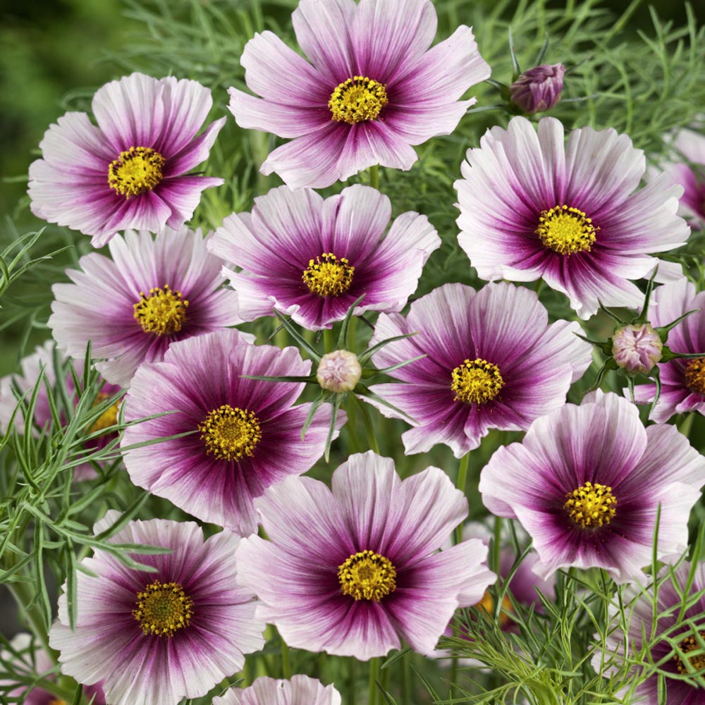 Benih Bibit Biji - Bunga Cosmos Daydream Flower Seeds - IMPORT