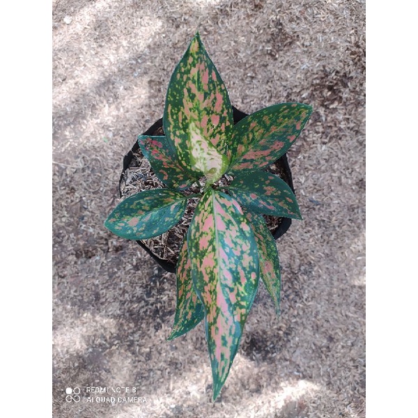 Aglonema Murah ( Aglaonema Green Ruby Garuda )