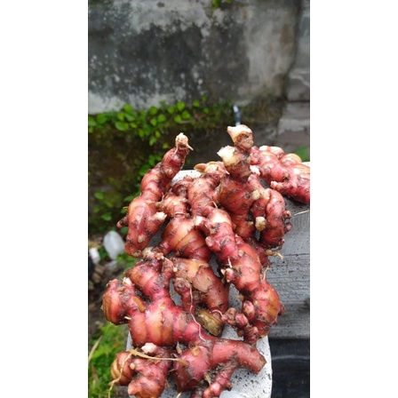 

Jahe Merah 1 kg
