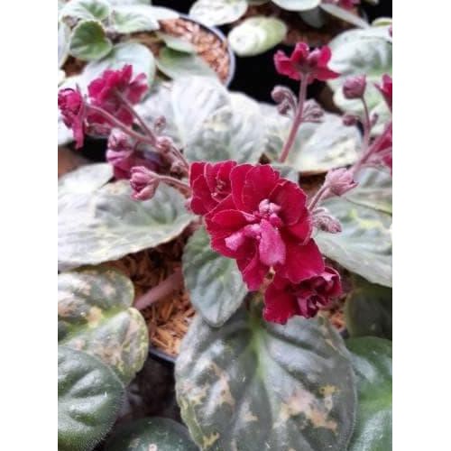 BIBIT TANAMAN HIAS BUNGA TANAMAN HIAS VIOLCES MERAH COD