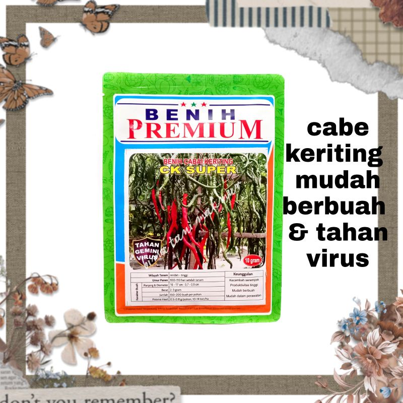 BENIH UNGGUL CABE KERITING CK SUPER PREMIUM - TAHAN VIRUS DAN LAYU JAMUR