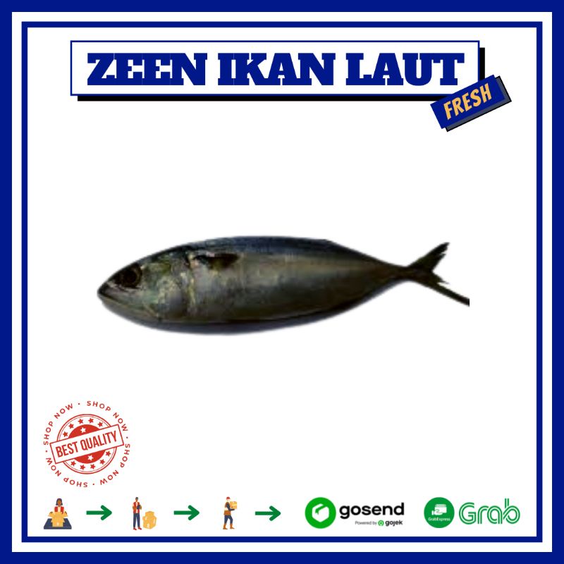 

IKAN GEMBUNG BANJAR | IKAN LAUT PREMIUM SEGAR MURAH