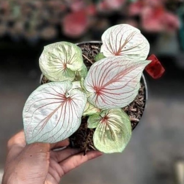 Bunga white angel/ bunga caladium white angel/ bunga keladi white angel/ tanaman hias hidup/ tanaman