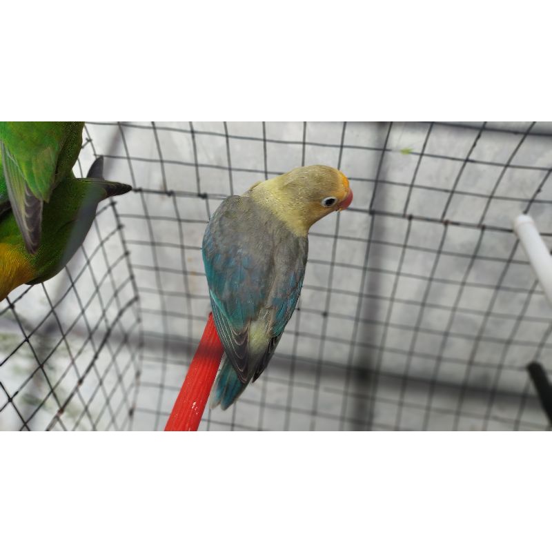 Burung Lovebird Parblue PB Euwing Wajib Via Ojol