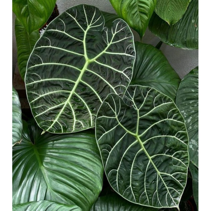 File:Alocasia macrorrhizos in Florida.jpg - Wikimedia Commons