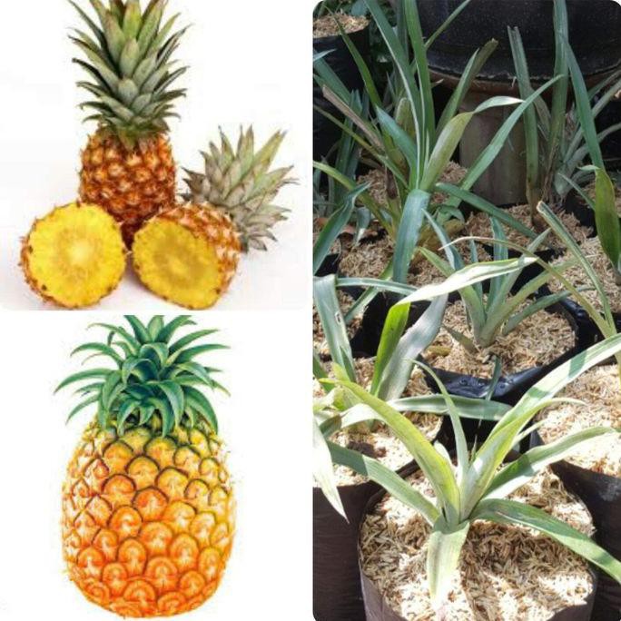 Idle Grade A - 6 Bibit Buah Nanas Madu Blitar